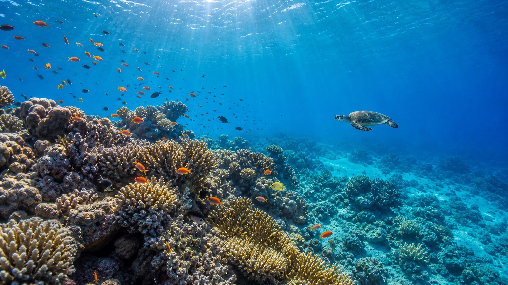 Marsa Alam – farbenreiches Korallenriff